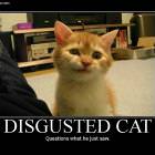 Disgusted Cat