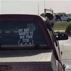 Do It For The Puppies
