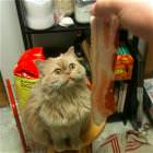 Do Not Tease Me Human