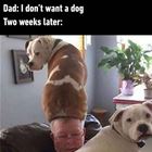 Do Not Want A Dog