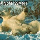 Do Not Want Bear