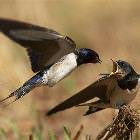 Do Not Want Bird