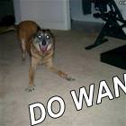 Do Want Dog