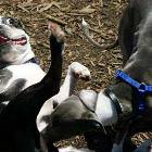 Do Want Dog
