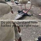 Do You Understand