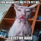 Do You Want To Pet Me