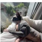 Does Your Cat Bite