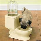Dog Bowl