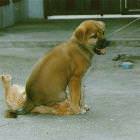 Dog Chair