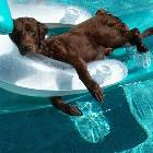 Dog Chillaxin