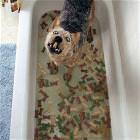 Dog Cookie