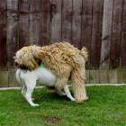 Dog Doing It Wrong