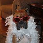 Dog Dress Up