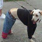 Dog Dressed