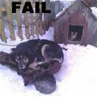Dog Failed