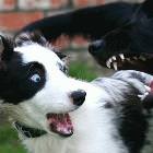 Dog Fight