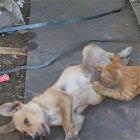 Dog Getting Some