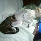 Dog Having A Good Dream