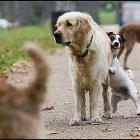 Dog Hump