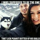 Dog Is Jeleous