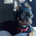 Dog Is Not Sure