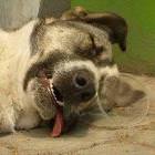 Dog Is Tiiired
