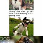 Dog Logic