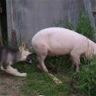 Dog Loves Bacon