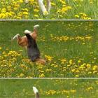Dog Major Fail