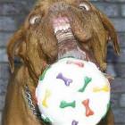 Dog Nomming