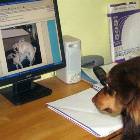 Dog Pr0n