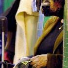 Dog Reading