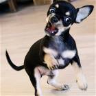 Dog Ruff
