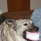 Dog Teeth