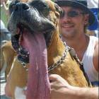Dog Tongue