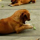 Dog Vs Mantis