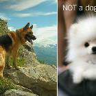 Dog Vs Not Dog