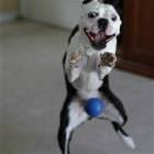 Dog Wants Ball