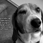 Dog Winks