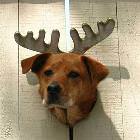 Dog With Antlers