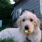 Dog With Pasaphire
