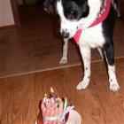 Dogs Birthday Cake Mmm