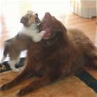 Dogs Fighting