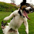 Dogs On The Cracks