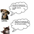 Dogs Vs Cats