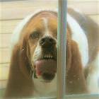 Dogs