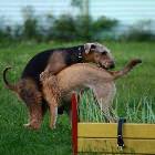 Doing It Wrong Dog