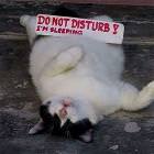 Dont Disturb Me Cat