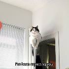 Door Cat Is Expecting You