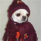 Dressed Up Warm